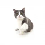 動物プロダクション エムドッグス